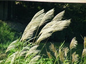 dscf0061