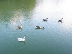 dscf0203